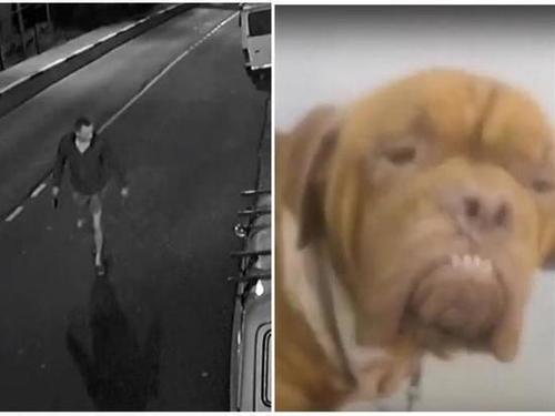 В Сочи возбуждено уголовное дело в отношении пытавшегося убить собаку мужчины