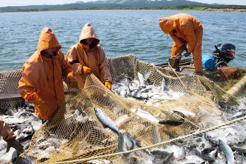 В Хабаровском крае предложили запретить промышленное рыболовство 