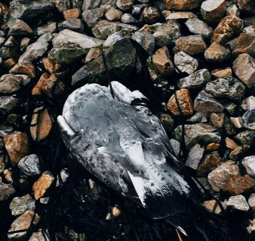 Причина гибели водоплавающих птиц в Керченском проливе остается невыясненной