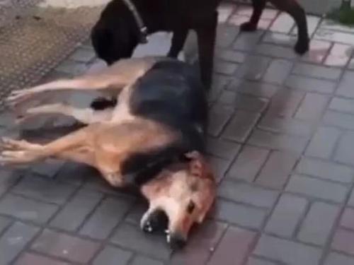 В Сочи неизвестные отравили нескольких собак