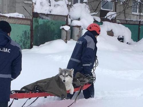 Кубанские спасатели вытащили собаку из снежного плена