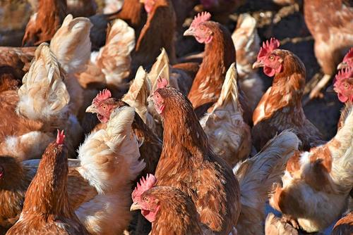 В Роспотребнадзоре сообщили о выявлении птичьего гриппа у семи сотрудников птицефабрики на юге России 