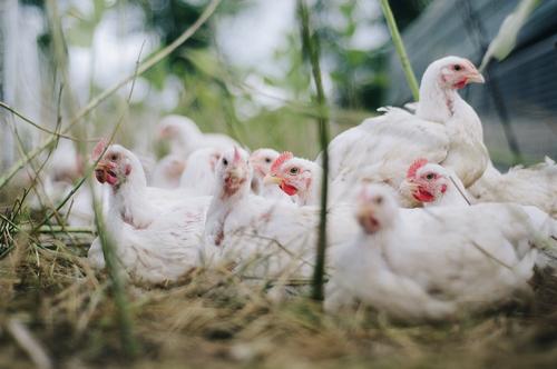 В Нидерландах из-за птичьего гриппа уже убиты 130 тысяч кур