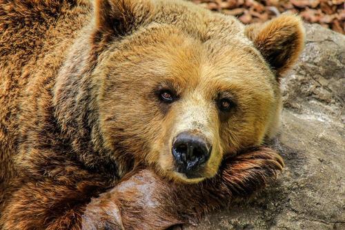 Житель Приморья госпитализирован после нападения медведицы