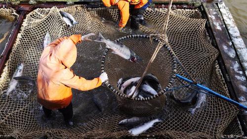 Эксперт: рыбу в Амуре должны охранять промышленники 