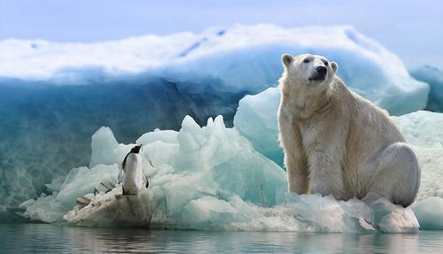 Шведская журналистка описала планы РФ на Арктику фразой из мульфильма «Маша и Медведь»