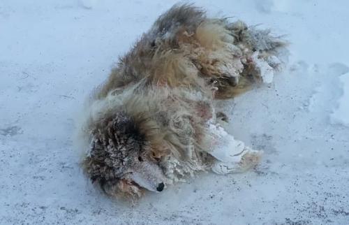 В Челябинской области полицейский спас умирающего на дороге пса