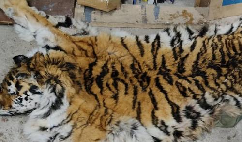 В Хабаровске задержали убивших амурского тигра браконьеров