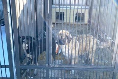 Хабаровские арестанты мастерят клетки для отлова собак