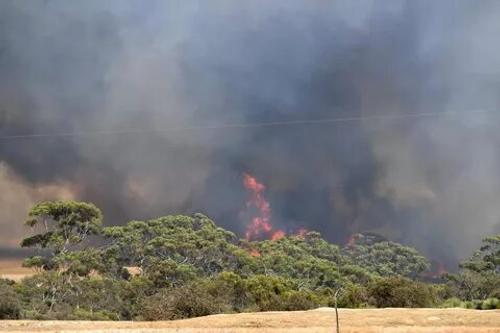 Спасти леса от пожаров можно выжиганием