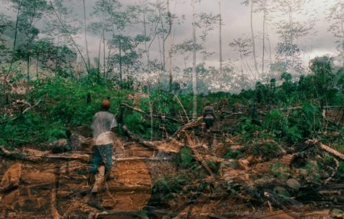 Уничтожение с размахом: в мире осталась нетронутой всего одна треть тропических лесов