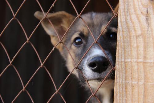 В Хабаровском крае взялись за отлов бездомных собак
