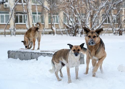В Челябинской области накажут женщину, устроившую в квартире собачий приют