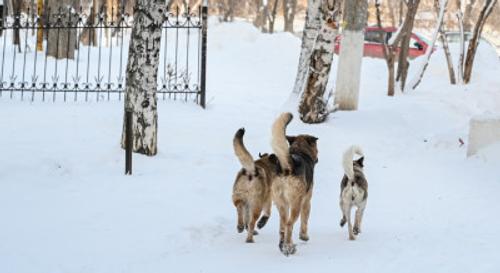 В апреле на Южном Урале откроют государственный приют для животных