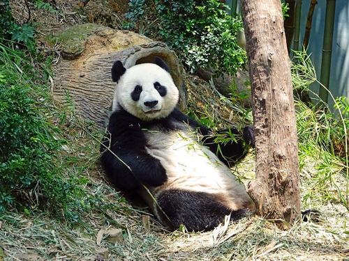 Большая панда напала на сотрудника зоопарка в Бельгии