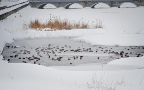 В Челябинской области взорвут лед на реках, чтобы избежать затопления 