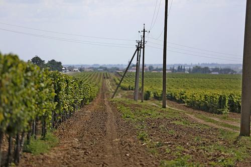 На Кубани проведут инвентаризацию участков, пригодных для возделывания винограда