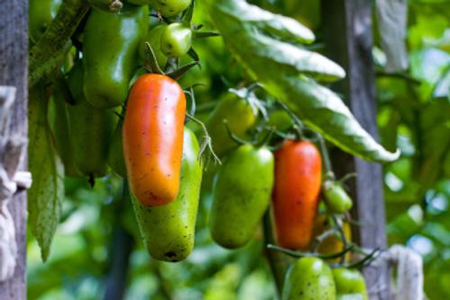 Челябинцы скупают рассаду клубники и томатов