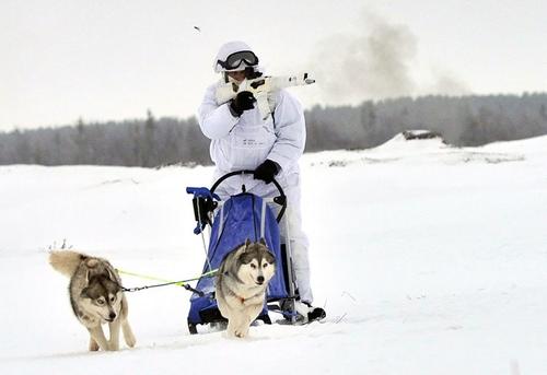 Российские морпехи осваивают езду на собаках и оленях 