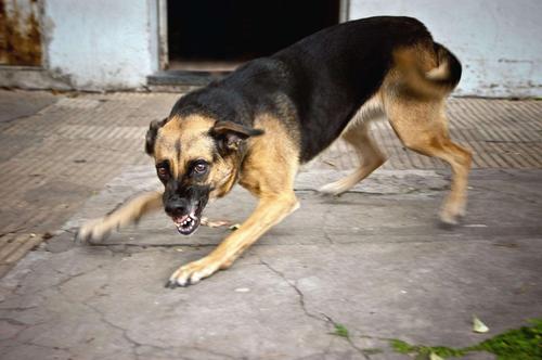 В Хабкрае семье ребенка, укушенного собакой, заплатят 150 тысяч рублей