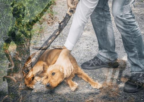 В России растет число уголовных дел за жесткое обращение с животными