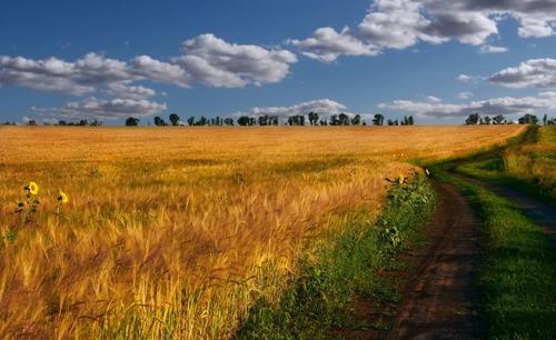 Сельское хозяйство России страдает как от отсутствия госпомощи, так и её избытка