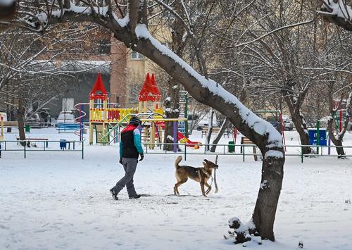 В Челябинске анонсировали появление прогулочных зон для собак