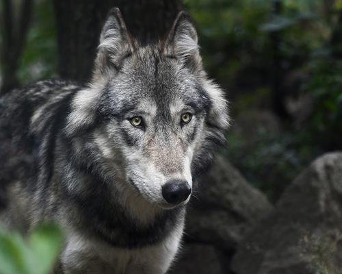 В Воронежской области мужчина задушил напавшую на него бешеную волчицу
