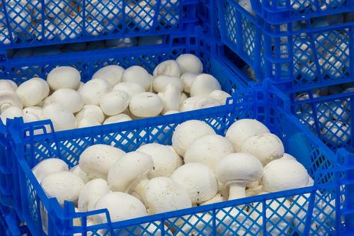 Российские производители грибов опередили немецких