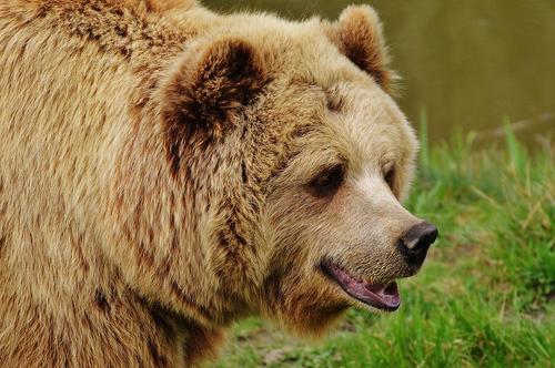 На Сахалине бурого медведя заметили около сельской школы