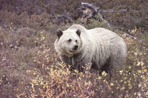 Изменения климата в Арктике приводят к скрещиванию белых медведей с гризли