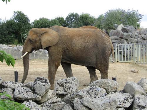 Владелец сафари парка «Тайган»​ заявил, что слонихи,​ устроившие драку в казанском цирке, психически больны