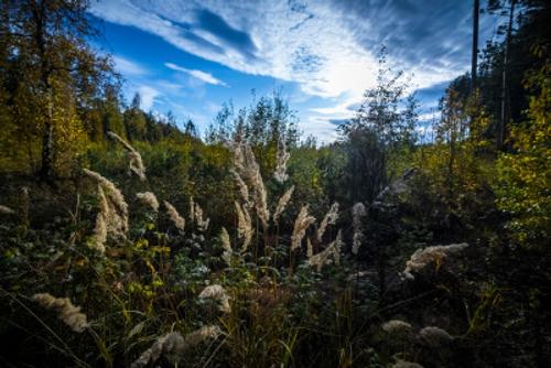 В Челябинской области запретили жечь костры и ходить в лес