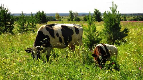 В Тульской области массово гибнут коровы 