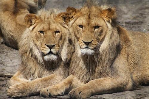 Восемь львов заразились COVID-19 в индийском зоопарке