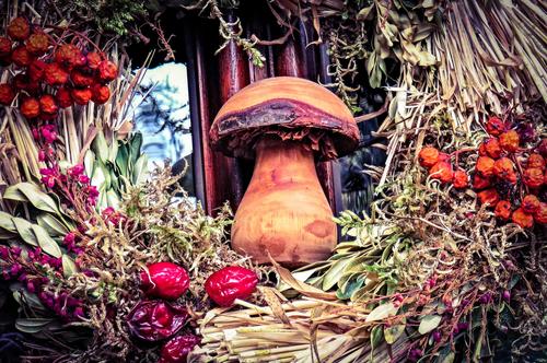 По грибы и ягоды только по закону. Россиянам ужесточили правила сбора грибов и березового сока