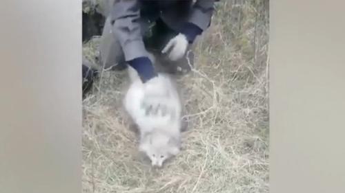  Видео:  Спасение животных из заброшенного колодца сотрудниками УМВД России