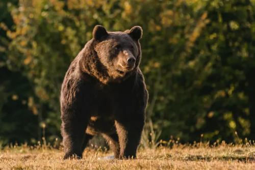Принца Лихтенштейна Эмануэля обвиняют в убийстве 17-летнего Артура – самого крупного медведя Евросоюза
