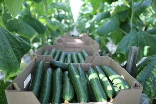 Производство тепличных овощей на Кубани выросло на 20 процентов в 2020 году