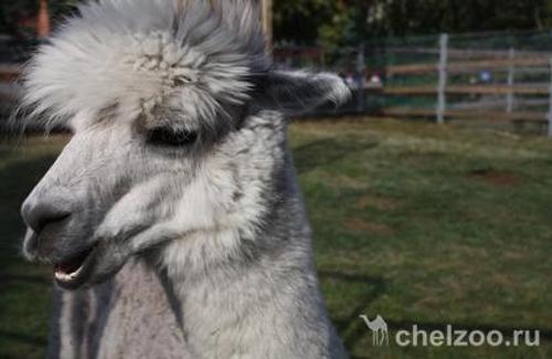 Челябинский зоопарк ищет парикмахера для альпака