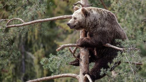 В российских лесах увеличилась численность хищников