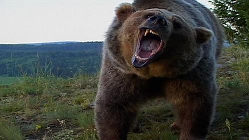 Раненый медведь убил жителя Хабаровского края