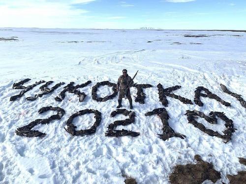 Из сотни убитых гусей охотник выложил надпись «Чукотка 2021»