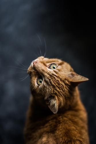 Ветеринарный врач Кондратьева предупредила о смертельной опасности «кошачьего» коронавируса 