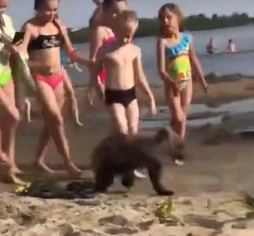 В Челябинской области на пляж привели медвежонка