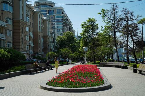 В этом году Москву украсят 54 миллиона цветов – Собянин