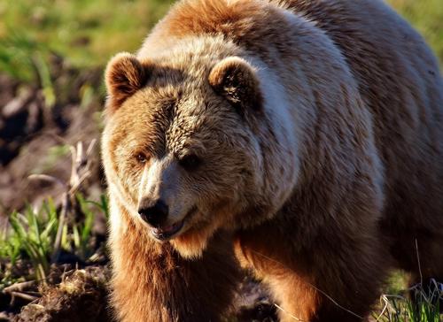На Сахалине мужчина выжил после нападения «агрессивного» медведя 
