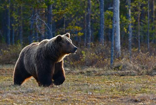 Водитель отрезал коготь сбитому медведю под Хабаровском