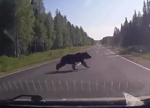 Еще один медведь в Хабаровском крае погиб под колесами авто 