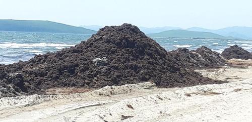 Гости приморского пляжа задыхаются от гниющих водорослей